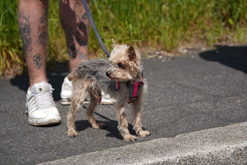 Yorkie-Opa "Bobi" sucht liebevolles Zuhause in Duisburg