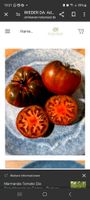 Tomatenpflanzen "Sweet Marmande" Mecklenburg-Vorpommern - Altenhagen(Demmin) Vorschau