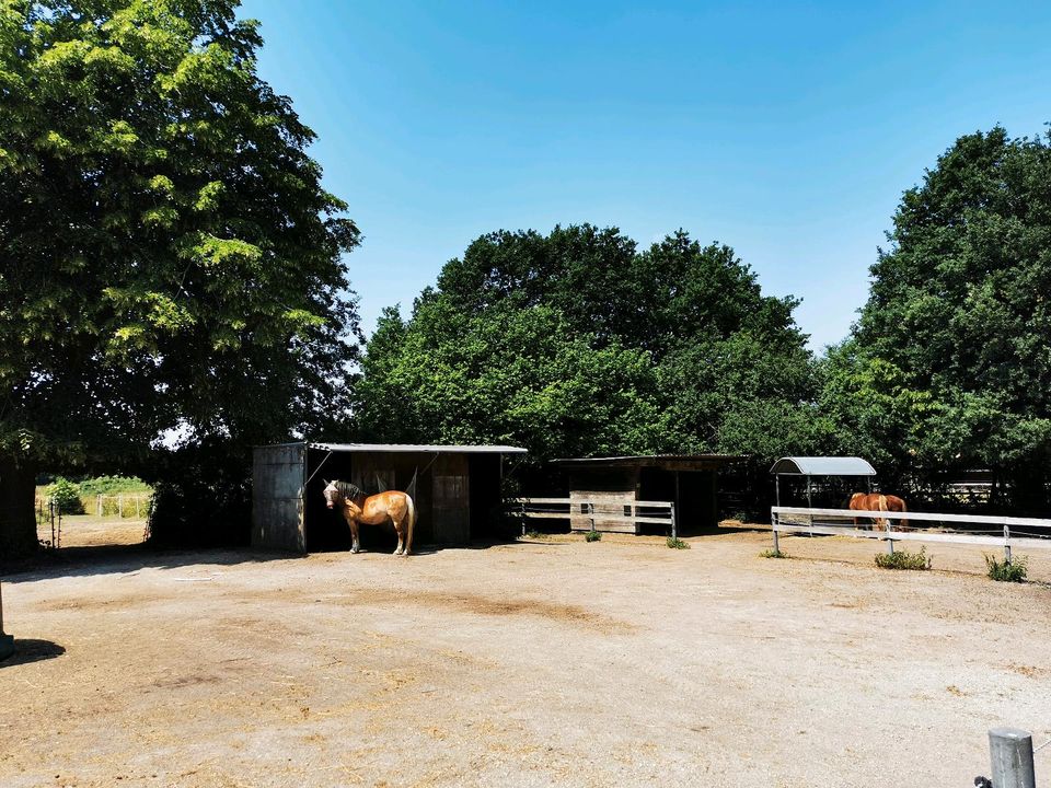 Offenstallplatz Offenstall Stellplatz auf schönem Islandpferdehof in Groß Offenseth-Aspern