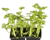 Suche Gemüse Pflanzen Niedersachsen - Hambühren Vorschau