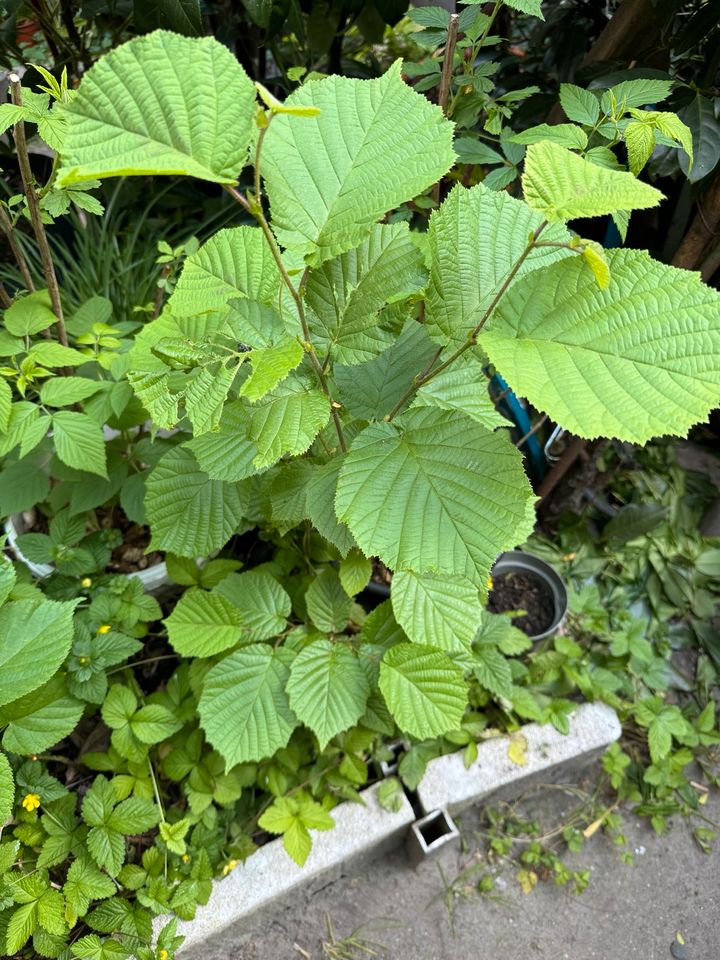 Haselnussstrauch (Corylus avellana) Türkische Sorte in Hamburg