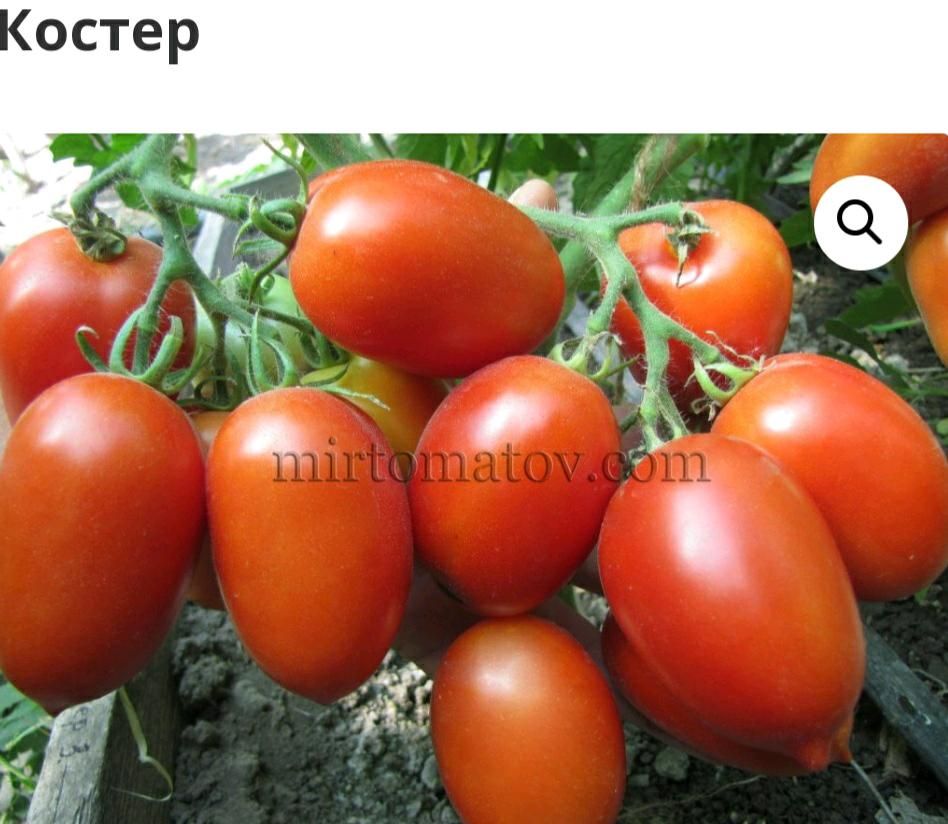 Tausche exotische Tomatenpflanzen( Dwarf) für Balkon/ Freiland in Leipzig