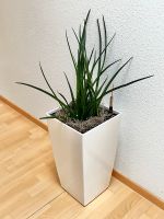 Zimmerpflanze mit Keramiktopf Baden-Württemberg - Rottenburg am Neckar Vorschau