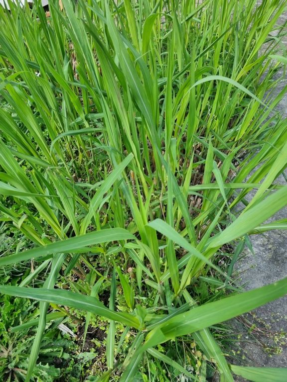 Schilf / Gartenschilf zum Ausgraben in Leipzig