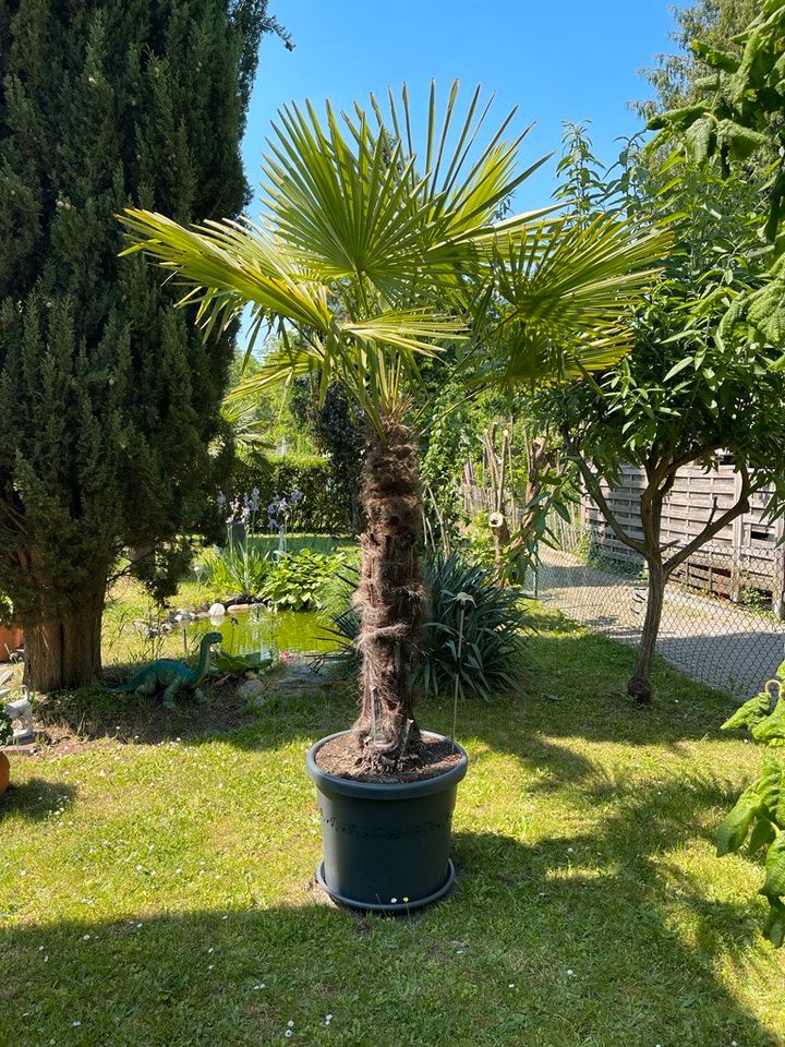 2 Große Hanf Palmen Palme Höhe ca 2,40 Meter ca 50 Jahre alt in Hessen