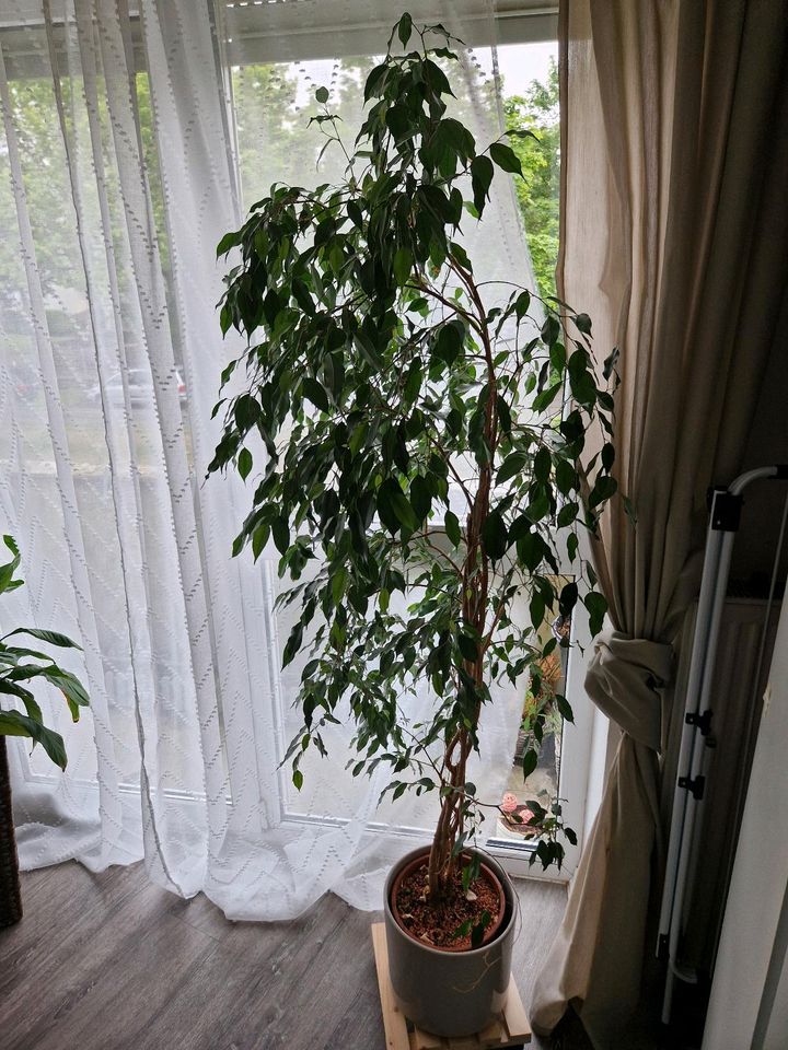Zimmerpflanze Birkenfeige,Ficus Benjamini ca.1,85m in Bonn