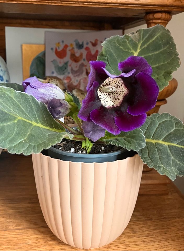 Gloxinia-Tydaea Violett/Zimmerpflanze in Kerpen