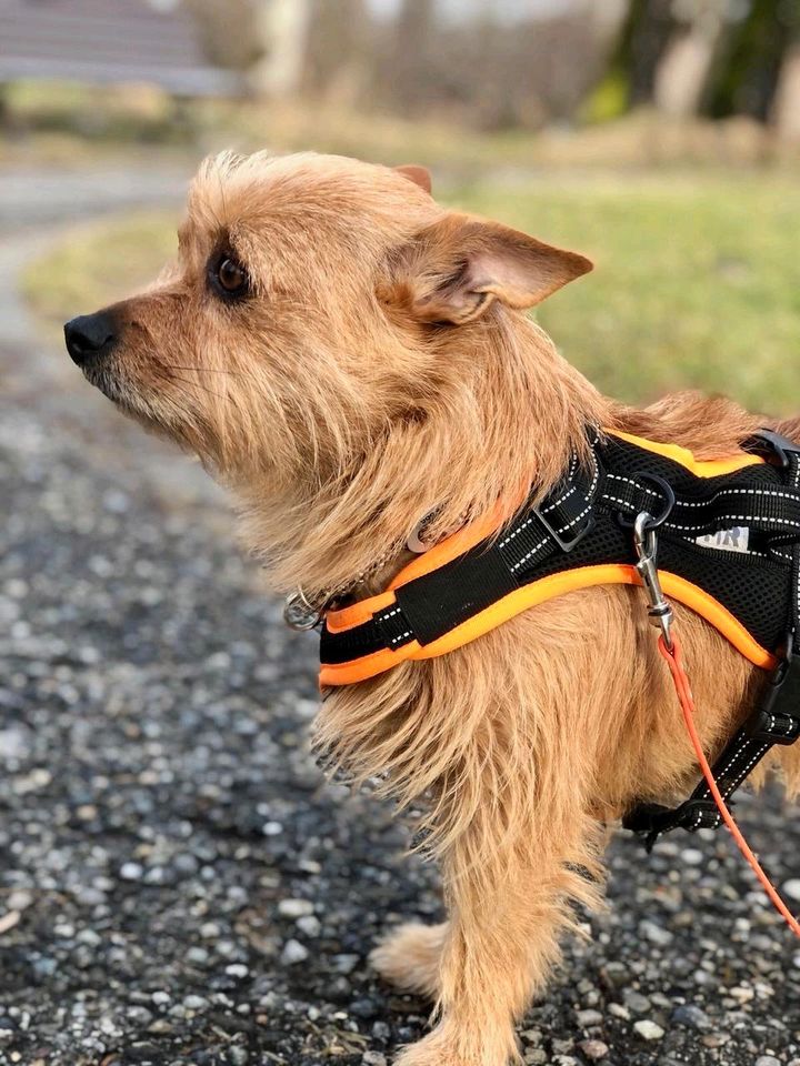 CHICO Yorkshire Terrier Mischling Tierschutz Hund Rüde in Opfenbach