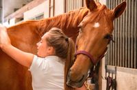 Noch 3 Plätze | Fernstudium Tierheilpraktiker Niedersachsen - Braunschweig Vorschau