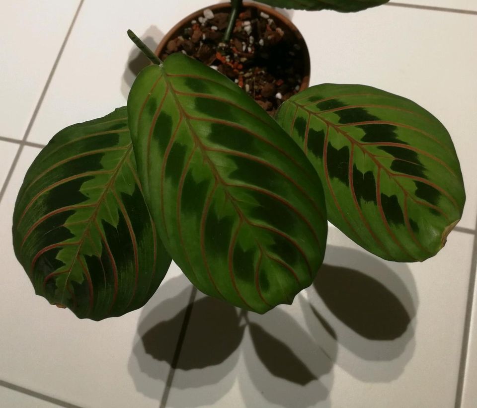 Maranta leuconeura 'Fascinator' aka 'Tricolor' aka 'Red Stripe in Euskirchen