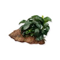 Anubias nana Bonsai auf Stein 16,99€* Aquarium Pflanze Aquaristik Saarland - Püttlingen Vorschau