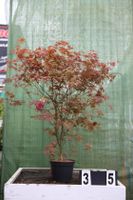 Acer palmatum ´Deshojo´ Ahorn Ahornwochen Sonderangebot no. 35 Hessen - Dietzhölztal Vorschau