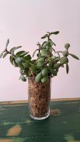 Geldbaum Ableger, Pfennigbaum, crassula ovata München - Ludwigsvorstadt-Isarvorstadt Vorschau