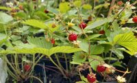 Leckerster Bodendecker: Walderdbeeren mit Frucht! Schleswig-Holstein - Neuenbrook Vorschau