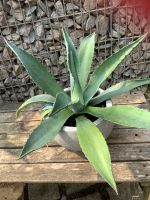 Dekorative grosse Agave im Steintopf Baden-Württemberg - Gechingen Vorschau