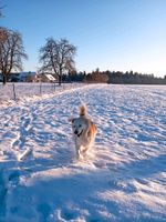 Mischlings-Hündin 8 Jahre alt Baden-Württemberg - Neuweiler Vorschau