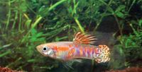 Guppy Nachzucht von japanischen Ginga rubra ( lat. Poecilia winge Nordrhein-Westfalen - Grefrath Vorschau