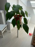 Einblatt Zimmerpflanze Grünpflanze leicht zu pflegen Herzblatt München - Sendling Vorschau