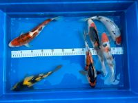 Koi Fische in allen Größen zu verkaufen Nordrhein-Westfalen - Ibbenbüren Vorschau