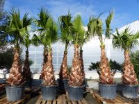 Washingtonia Robusta Premium verschiedene Größen (150 - 400cm) Nordrhein-Westfalen - Goch Vorschau