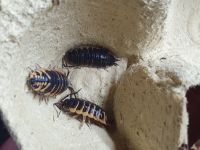 Porcellio ornatus "Yellow" Saarland - Schiffweiler Vorschau