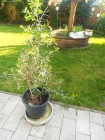 Olivenbaum Oliven 160 cm hoch Nordrhein-Westfalen - Oberhausen Vorschau