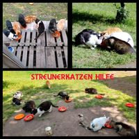 Suche auch abgelaufenes Katzenfutter für Streunerkatzen Niedersachsen - Lamspringe Vorschau