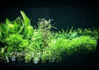 Tropica Aquarienpflanzen Wasserpflanzen Aquarium NEU algenfrei Nordrhein-Westfalen - Hiddenhausen Vorschau