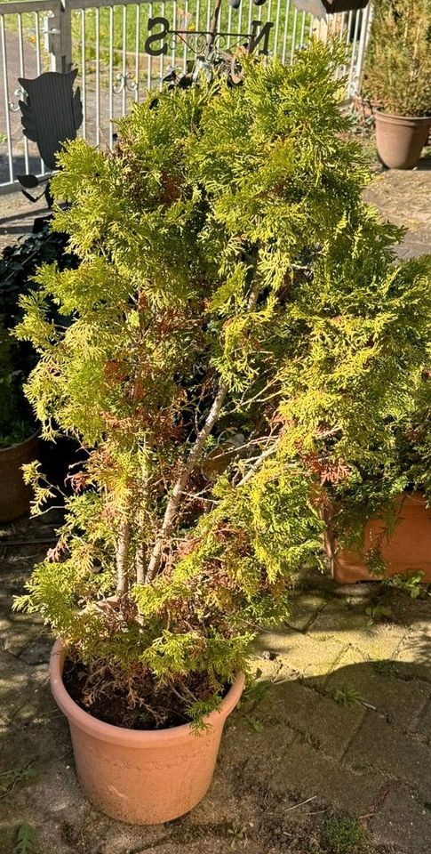 Thuja in unterschiedlichen Größen in Essingen