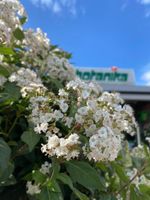 Immergrüner Schneeball Viburnum tinus Stamm 140cm groß Nordrhein-Westfalen - Simmerath Vorschau