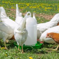 Geflügel-Futterautomat "Tiny" 1 kg Baden-Württemberg - Bitz Vorschau