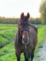 Pflegebeteiligung Pferd Rentner Nordrhein-Westfalen - Senden Vorschau