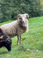 Quessant Schafe Böcke einzeln oder als Herde Wuppertal - Cronenberg Vorschau