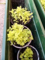 Artemisia Annua Bayern - Lauf a.d. Pegnitz Vorschau