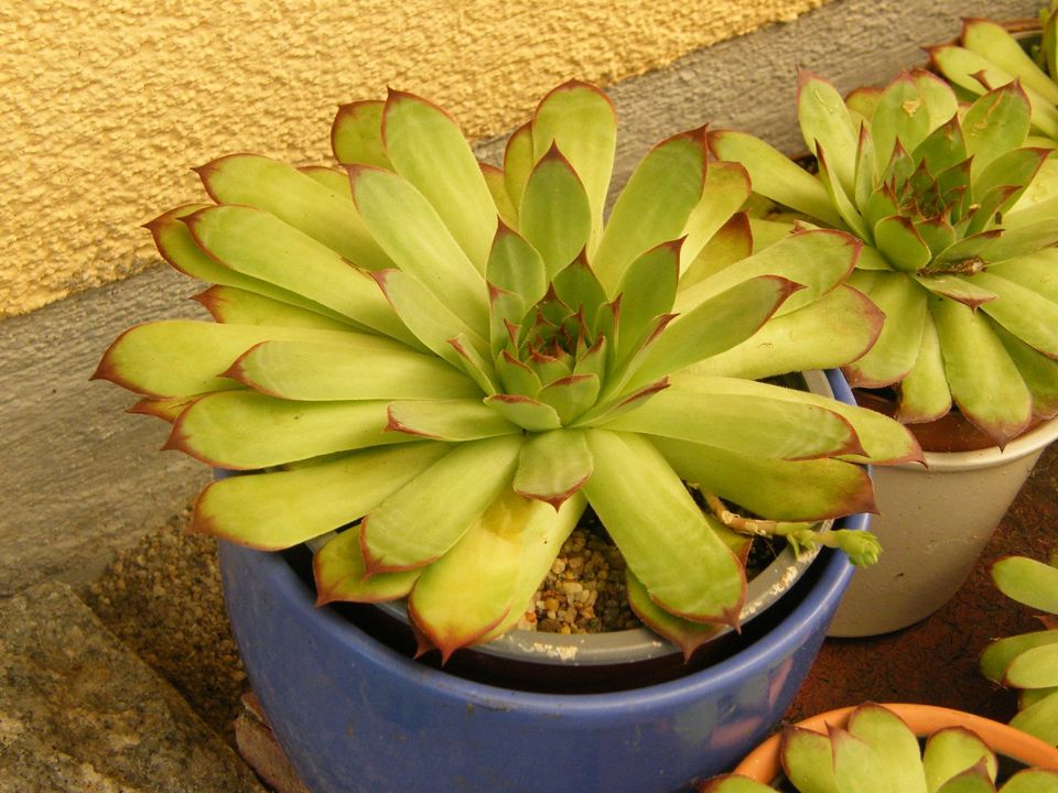 Hauswurz Dachwurz Pflanze Deko Sempervivum Sukkulenten in Eppingen
