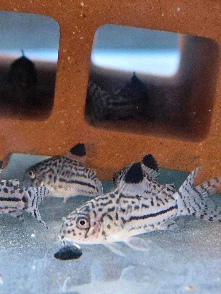 Leopard-Panzerwels – Corydoras Julii in Solms