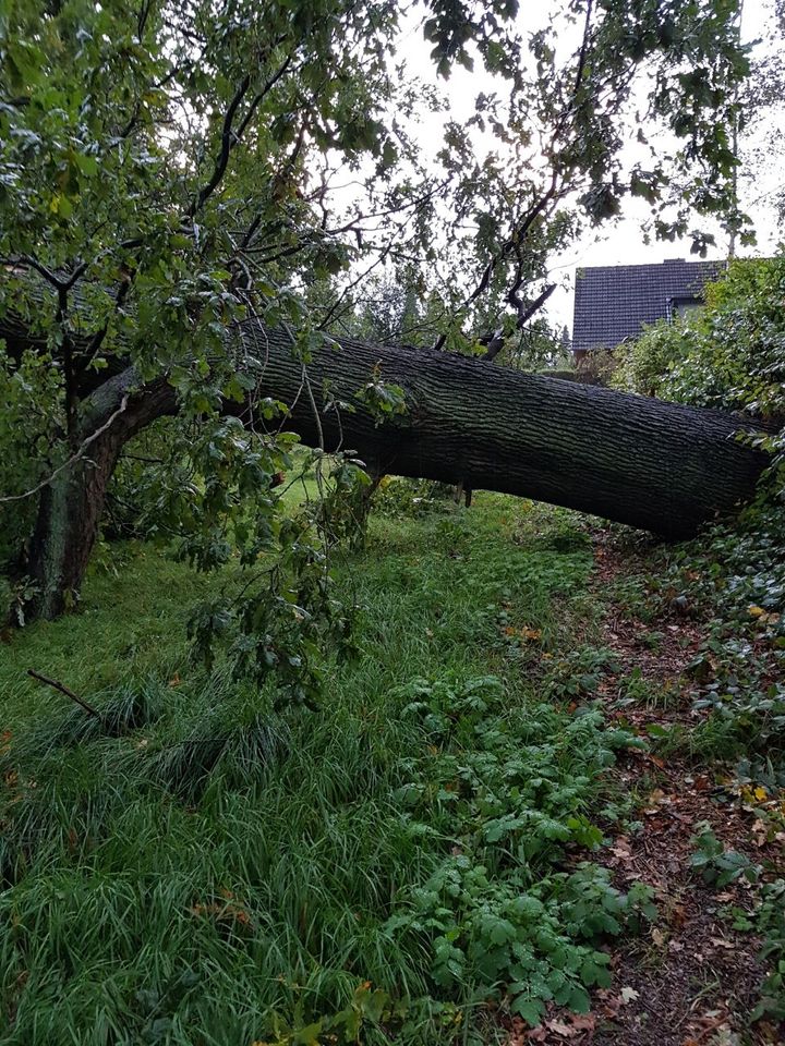 Baumpflege /Baumfällung / Obstbaumschnitt / Altbaumsanierung / Seilklettertechnik in Großensee