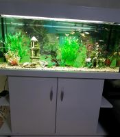 Aquarium 400 Liter mit Unterschrank und alles West - Schwanheim Vorschau