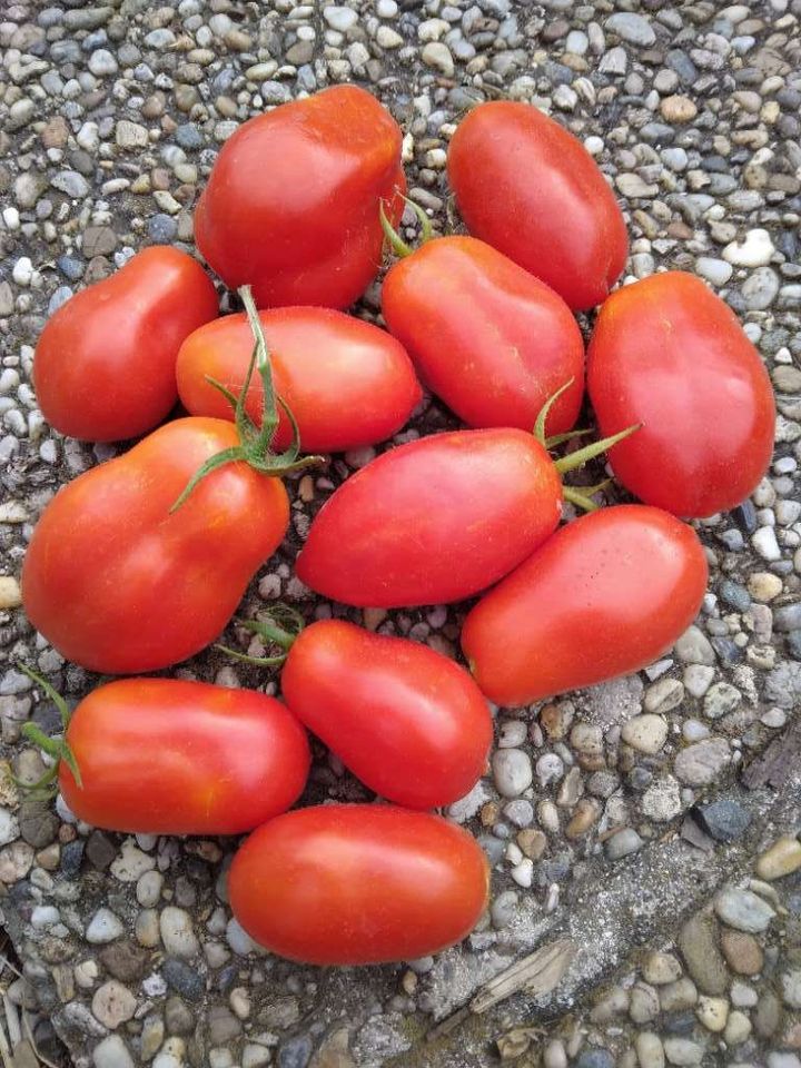 San Marzano Bio Tomatensamen - samenfest in München