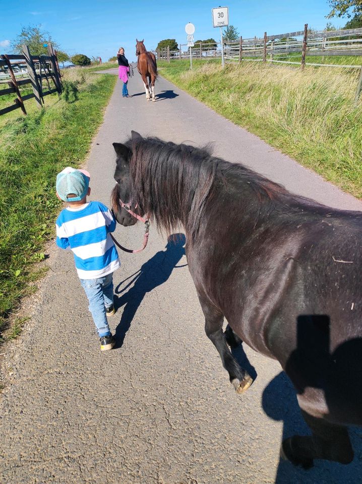 Reitbeteiligung/ Pflegebeteiligung an Pony Shetty in Lonnig