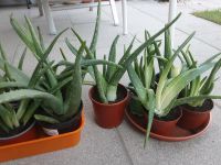 Aloe Pflanze Bayern - Berching Vorschau