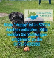 Hund "Happy" (Rüde) in Aachen vermisst / entlaufen Aachen - Aachen-Südviertel Vorschau