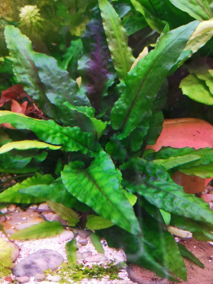 Wasserkelch Cryptocoryne wendtii "Green" in Landesbergen