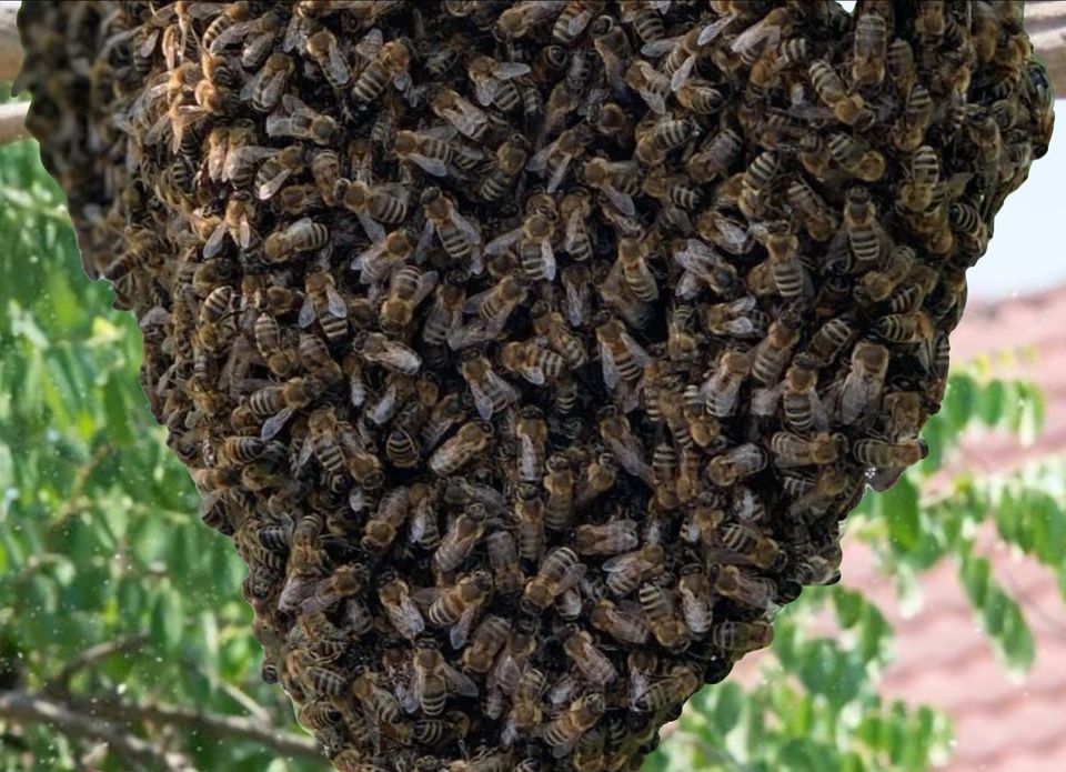 Bienenschwarm in Zwickau