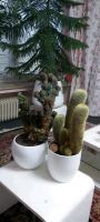 Wunderschönen Kaktus Pflanzen 35 bis 40 cm  Jeden Blumen 35€  Kom Bochum - Bochum-Süd Vorschau