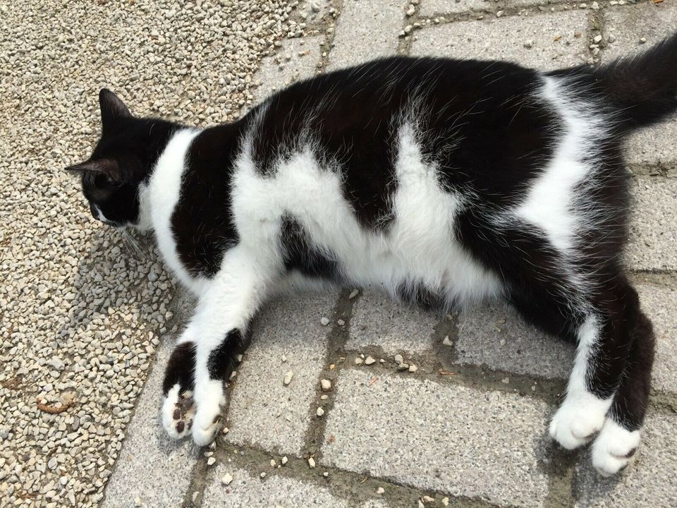 Katze schwarz-weiß in Konstanz