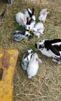 Deutsche Riesen und Riesenschecken Mix - Kaninchen Hasen Häsin Niedersachsen - Neu Darchau Vorschau