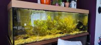 Aquarium 720L komplett mit Filterbecken, Unterschrank LED Lampen Mecklenburg-Vorpommern - Seebad Bansin Vorschau