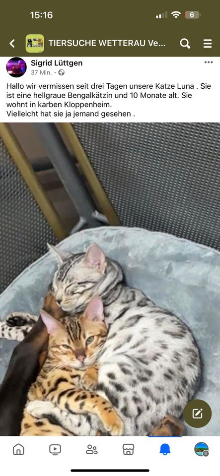 Bengal Katze  Luna entlaufen 500€ Finderlohn in Karben