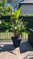 Bananenstaude/Pflanze mit 5 Ablegern Brandenburg - Michendorf Vorschau